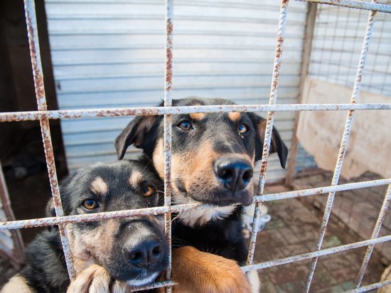 Астраханский приют для собак заподозрили в хищении 28 млн из бюджета