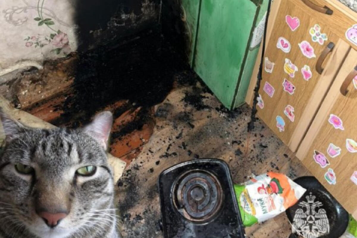 Кошка алибасова. В москве коты сожгли квартиру. В москве коты сожгли квартиру. В москве коты сожгли квартиру. Спасатели.