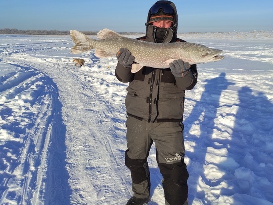 Рыбак из Томской области выложил в сеть фотографию щуки весом почти 8 килограммов