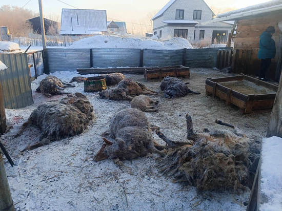 Владельцы задранного в Барнауле стада овец рассказали подробности ЧП