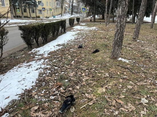 В Пятигорске установили причину массовой гибели ворон