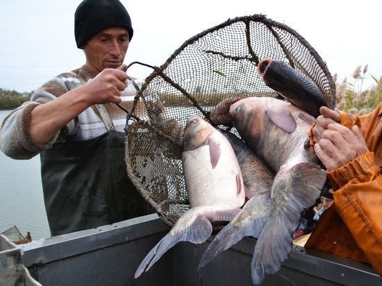 Астраханская рыба выходит на арабский рынок