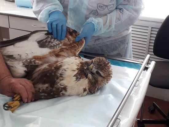 Забайкалец спас коршуна с повреждённым крылом