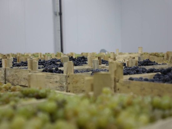 Виноградарям Дагестана помогут власти