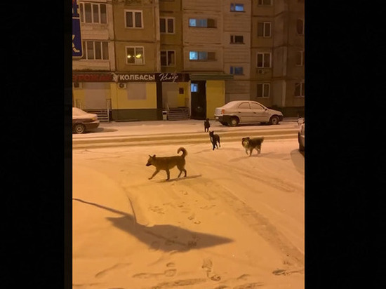 Белгородка пожаловалась на агрессивных бездомных собак, бегающих по набережной