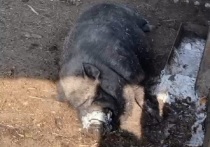 Калужанам запретят кормить свиней пищевыми отходами 