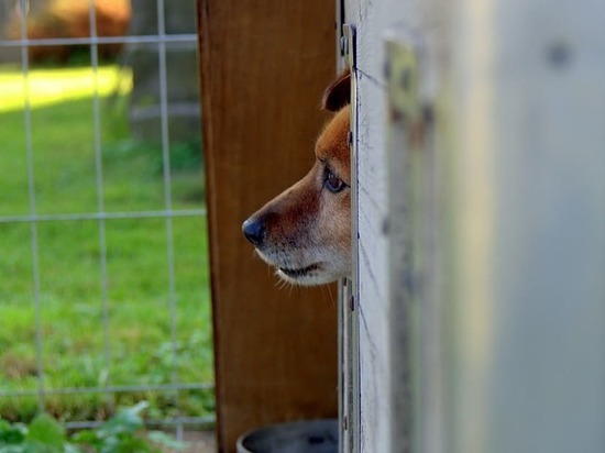 Донецкий приют для животных победил во всероссийском конкурсе