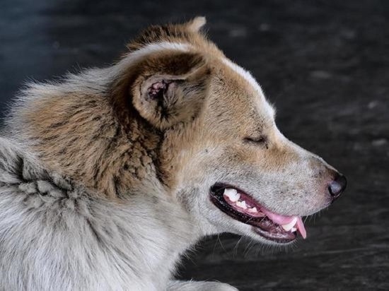 Около ста человек пострадали от нападения  собак с начала года в Барнауле