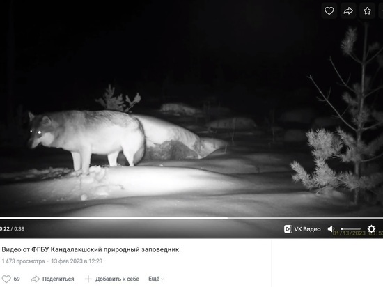 Волки приходят в Мурманскую область со стороны Карелии