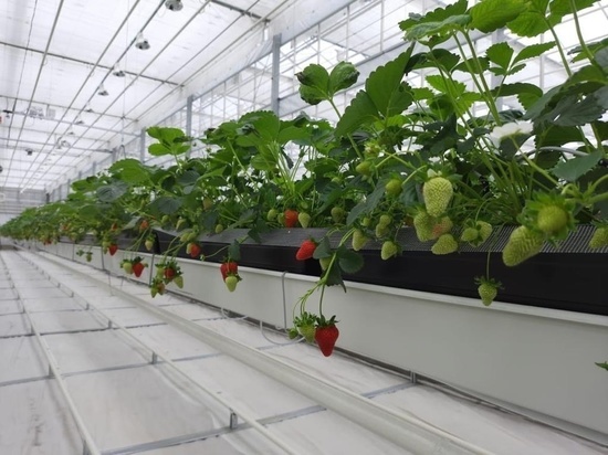 В НАО будут выращивать клубнику круглый год
