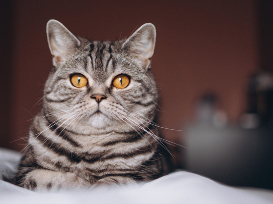 Покажи кошек