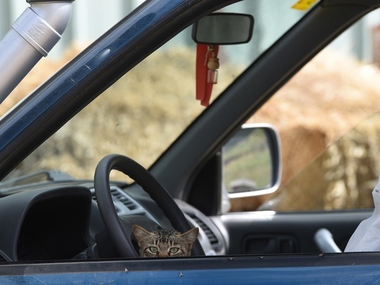 Женщина из Тюмени заперла собак и кошек в машине на трое суток