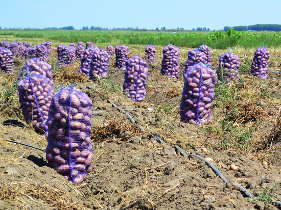 Беларусь поделится с Астраханской областью девятью элитными сортами картофеля