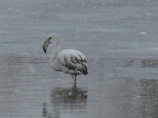На Ставрополье прилетел перезимовать розовый фламинго