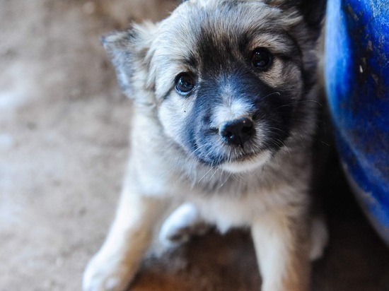В Волгоградской области стерилизовали более 11 тысяч бездомных собак