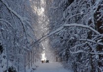 Найти зимой в лесах Московской области опята и вешенки, как оказалось, совсем не редкость