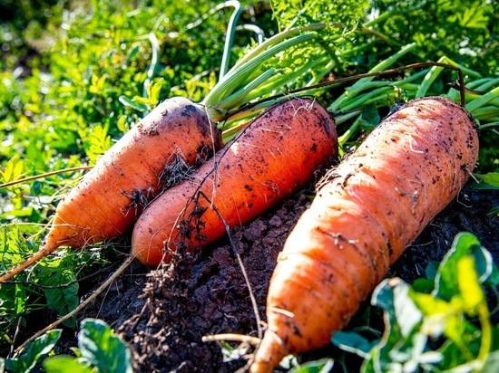 Волгоградский врач рассказал, способствует ли морковь улучшению зрения