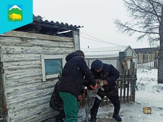 В Туве в селе Мугур-Аксы проведена вакцинация собак от бешенства