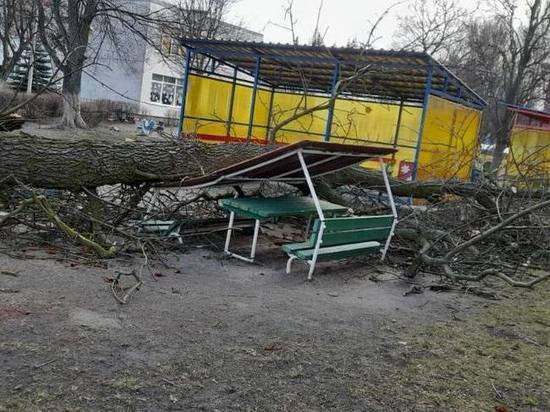Дятлова перечислила предварительные последствия урагана в Калининграде