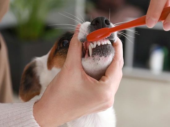 Как чистить зубы кошкам и собакам: 4 совета владельцам