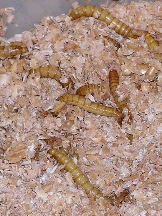  В Латвии заявили, что наличие насекомых и червей в продуктах скрывать не будут