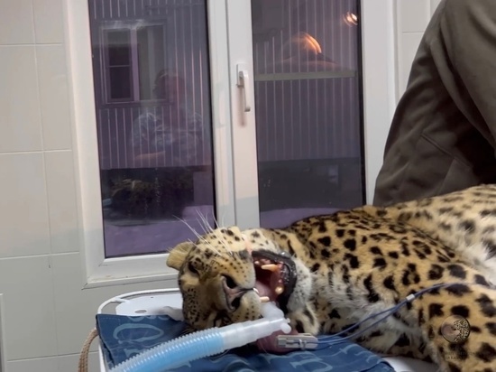 В Сочи воспитанники Центра восстановления леопарда посетили стоматолога