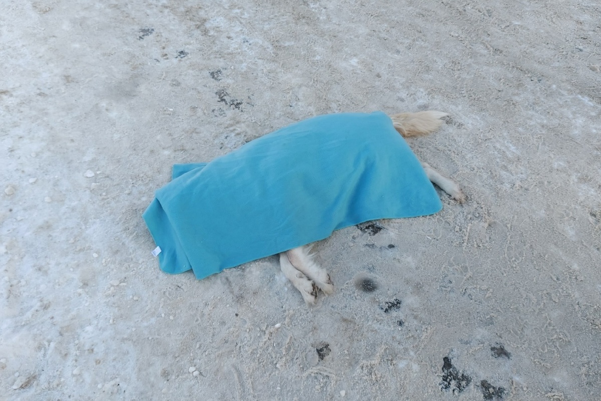 Костромичи требуют наказать водителя джипа раздавившего собаку