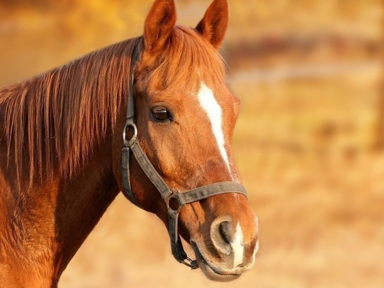 Две лошади погибли от сапа на госконюшне, где ввели карантин в Чите