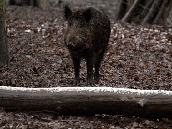 В Приморье нашли кабана, зараженного африканской чумой свиней
