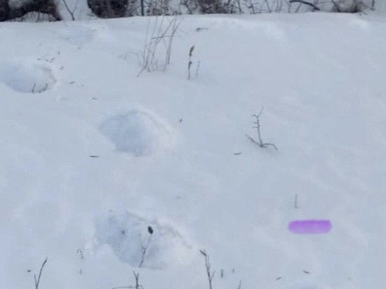 Следы медведя-шатуна нашли в посёлке Забайкалья