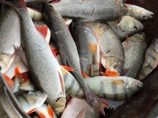 Как устранить неприятный запах речной рыбы: не все хозяйки знают