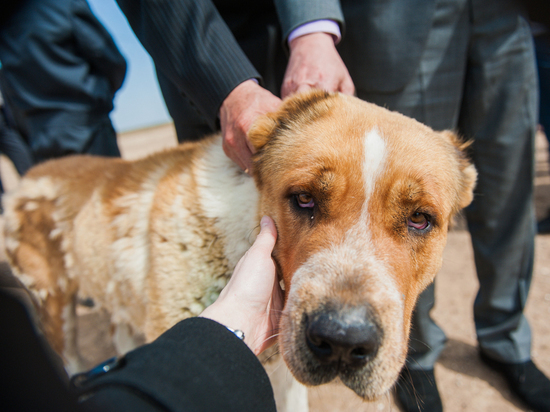 В Астрахани прошло первое задержание по нашумевшему уголовному делу, связанному с отловом безнадзорных собак