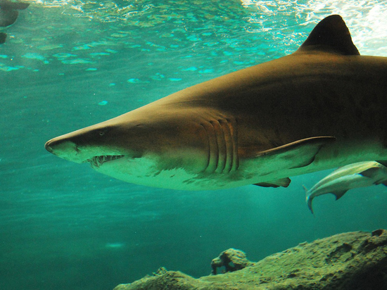Акула убила туриста прямо на переполненном пляже во французском Нумеа