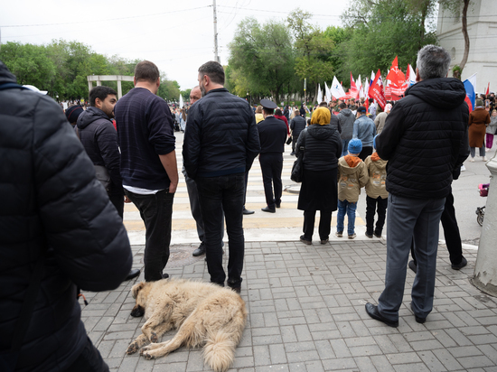 В Астрахани задержали Андрея Невлюдова по уголовному делу с бездомными собаками