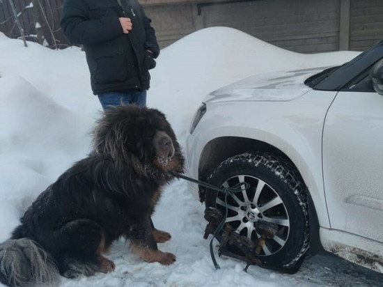 Россиянка привязала огромных собак к машине, чтобы не отдавать ее приставам