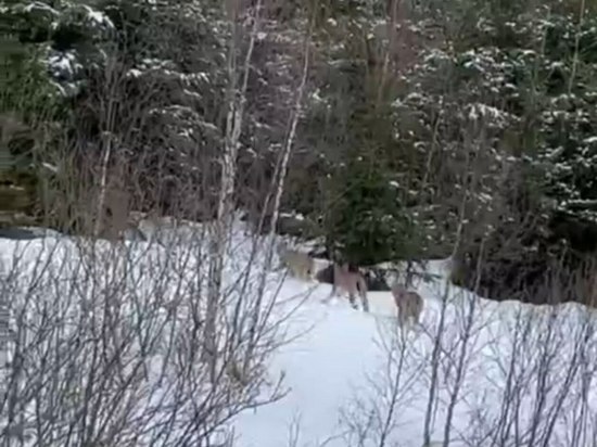 Около Волоколамска заметили стаю рысей