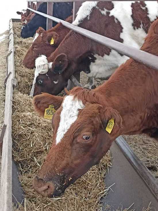 94 млн рублей направят на развитие семейных ферм Ставрополья