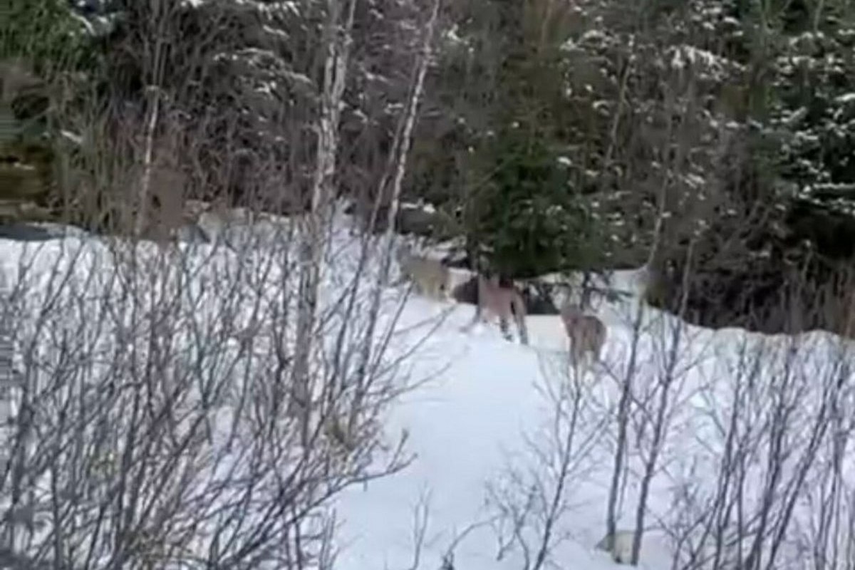 Бентли везет на крыше. Город трасса. Северное сияние в москве. В подмосковье замечен. В подмосковье замечен.