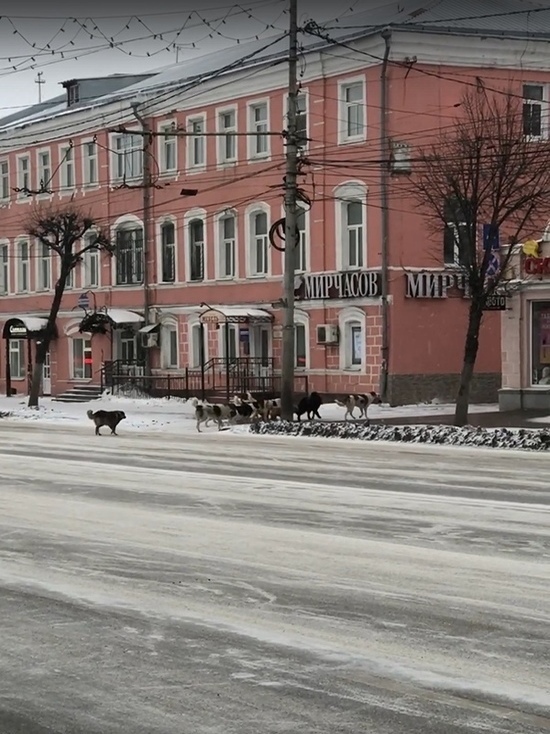 На улице Соборной в Рязани заметили стаю бездомных собак