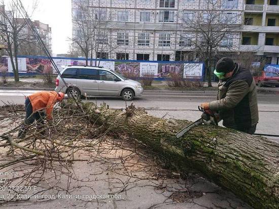 В Калининграде деревьями, поваленными во время шторма, будут отапливать бани