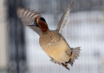 Орнитологи подвели итоги зимнего учёта водоплавающих птиц, редко встречающихся в Москве