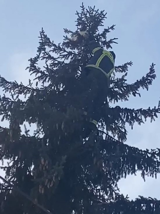 В Тверской области спасатели пытались помочь кошке, но она решила иначе