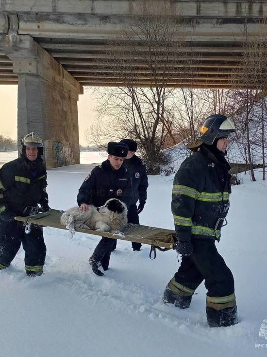 В Тверской области спасли собаку, упавшую на лед