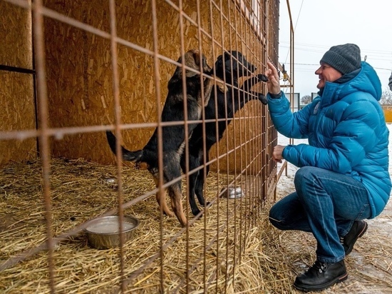 Губернатор Старовойт погасил долги курского приюта для животных «Право жить»
