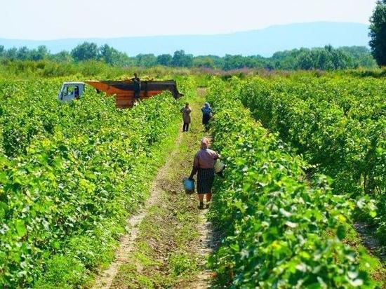 В Дагестане инвестируют в производство винограда