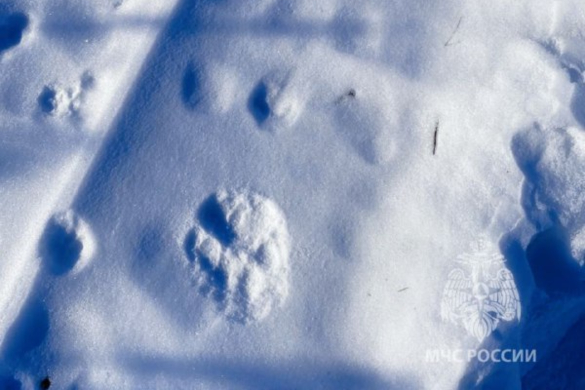 Никем не замеченные следы. Следы тигра на снегу. След тигра фото. Следы тигра в Беловодье Хабаровск. Следы тигра в лесу.