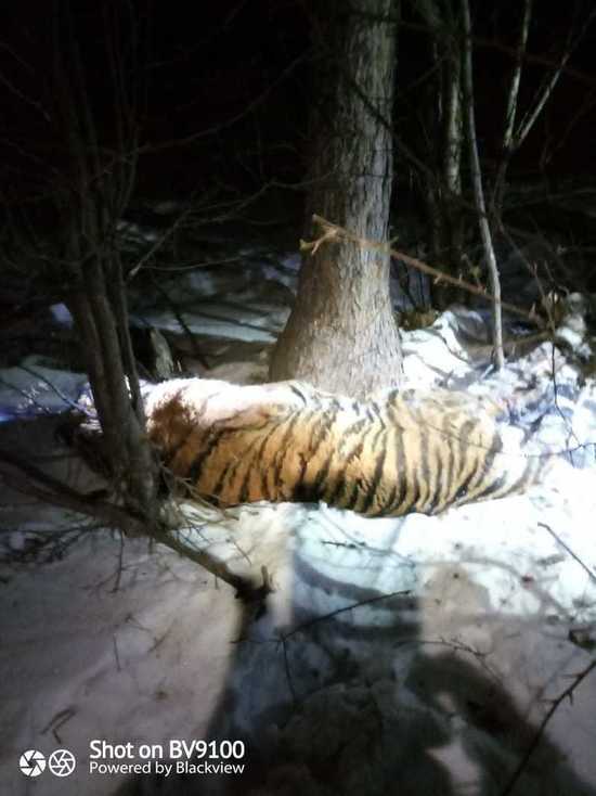 Краснокнижного хищника отловили приехавшие на помощь жителям села Джонка охотоведы