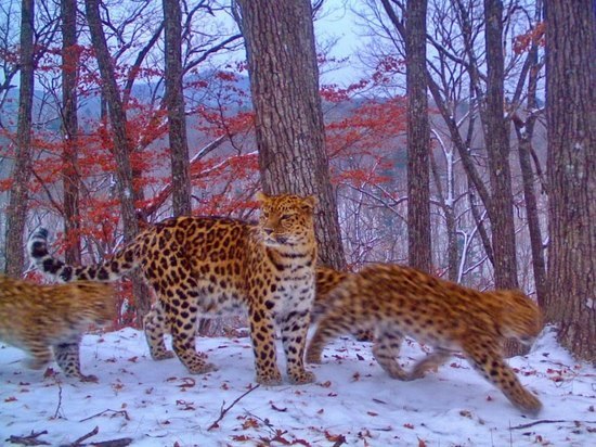 В заповеднике «Земля Леопарда» поделились впечатляющими снимками мамы-леопарда и ее малышей