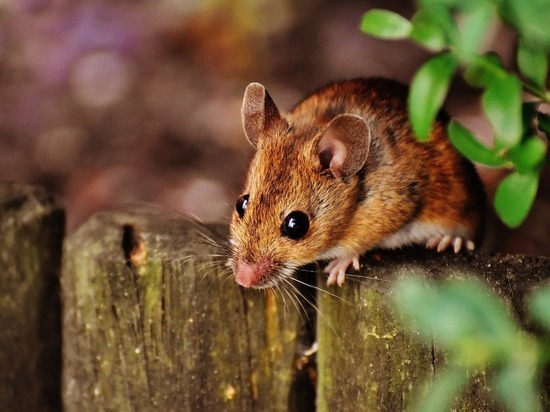 Избавиться от мышей в доме, не покупая отраву, очень просто: возьмите муку