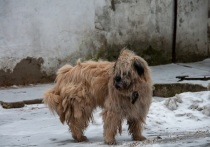 В городе Энгельс Саратовской области возбудили уголовное дело в результате нападения собаки на семилетнего ребенка, сообщает СУ СК РФ по Саратовской области
